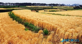 김제시, 지평선황금보리 명품화사업 추진