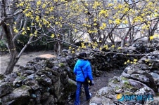 새봄의 정취를 느끼는 산수유꽃