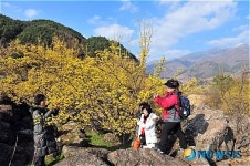 산수유 꽃향기 머금은 구례 산수유마을