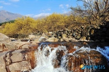 구례산수유꽃축제에 구경 오세요!