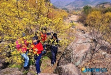 산수유꽃으로 노랗게 물든 구례 산수유마을