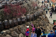 옹기무리 속 피어난 매화