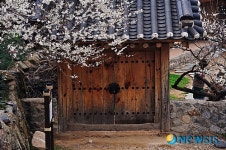 한옥과 조화 이루는 매화