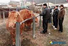 음성 감곡가축시장, 충북서 가장 먼저 재개장