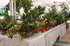 진주산업대학교에서 봄꽃 향기를 맡으세요