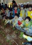 모심기 체험하는 동심