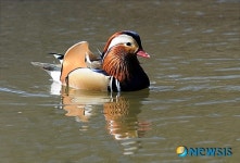 원앙의 봄맞이 물놀이