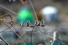 버들강아지와 강태공들