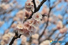유달산에 활짝 핀 살구꽃