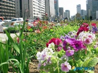 화려하고 향기로운 봄, 도심속 봄을 느껴보세요