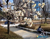 매화꽃 활짝핀 여의도 공원