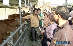 정읍단풍미인한우 송아지 경매장 기지개