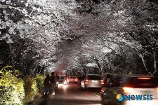 천년고도 경주로 벚꽃 구경 오세요