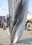 군산 앞바다, 밍크고래 잡혀