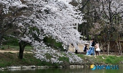 내수면환경생태공원 찾은 상춘객