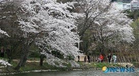 벚꽃길 거닐며 봄기운 만끽