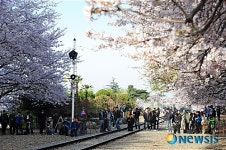 진해 경화역에 사진작가들이 모인 이유?