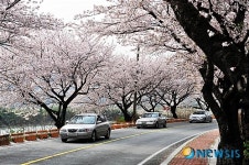 흐드러지게 핀 벚꽃터널