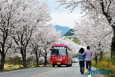 벚꽃 향기 그윽한 구례