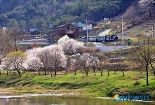 [송기자 여행사진]봄기운이 완연한 가정역