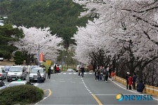 밀양 삼랑진 만개한 벚꽃과 딸기의 만남
