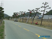 영덕군, 관내 가로수 전정공사 실시