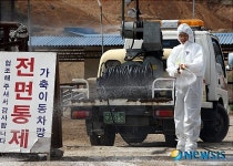 우시장도 구제역 방역작업