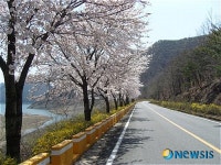 영천댐 벚꽃100리길 이번주말께, 만개