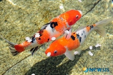 벚꽃놀이 나온 비단잉어