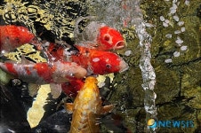 벚꽃놀이 즐기는 비단잉어