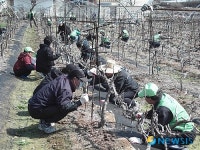 영천시, 꽃매미 방제 6000여명 동원