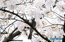 벚꽃 누비는 직박구리