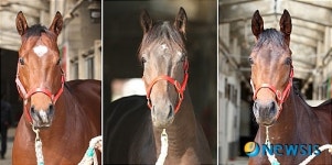 부경경마공원, 경주마 능력평가 결과 연승대로 등 1위