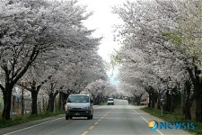 덕산온천과 수덕사로 가는 아름다운 벚꽃길