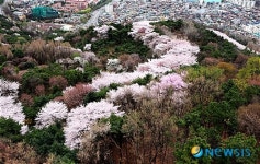 아름다움 뽐내는 남산