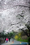 남산 벚꽃길 화려함 뽐내...