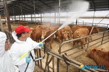충주 구제역 의심증세 소 음성 판정