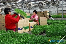 음성청결고추묘 농가에 본격 공급