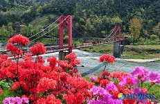 [송기자 여행사진]섬진강변에 활짝 핀 철쭉