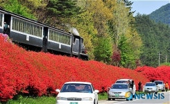 [송기자 여행사진]철쭉이 활짝 핀 섬진강변