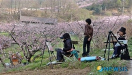 음성 감곡면은 요즘 담홍색 무릉도원