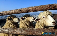 대관령 양떼목장 한국관광의 별후보 선정
