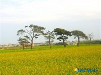 포항 호미곶 청보리단지, 도시민 마음 사로잡아