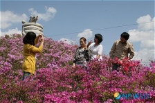 철쭉에 매혹된 관광객들