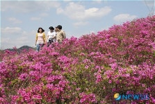 꽃동산을 이룬 철쭉의 절경
