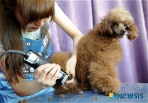 국제 애견미용 경연대회 참가했어요