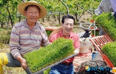 천안 성거읍 첫 모내기