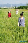 “대구 낙동강변 청보리 산책로 끝내 줘요”