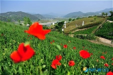 [송기자 여행사진]조각공원에 조성된 양귀비 단지