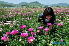 [송기자 여행사진]함박꽃의 은은한 향기
